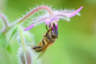 Close-up of bee pollinating on pink flower