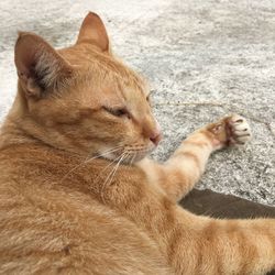 Close-up of a cat lying