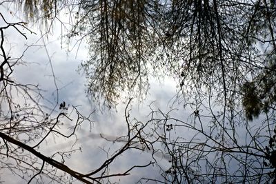 Low angle view of bare trees against sky