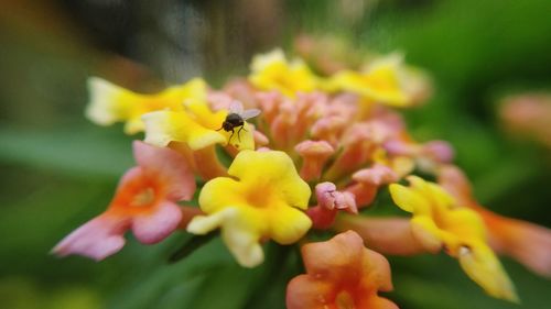 Close-up of insect on yellow flower