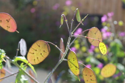 Close-up of translucent seed pods on annual honesty