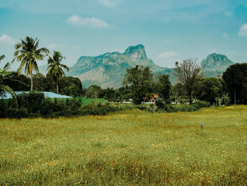 Scenic view of field against sky