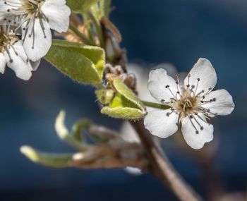 Close-up of white flower on tree