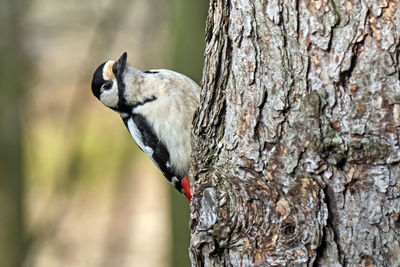 Close-up of bird perching on tree trunk