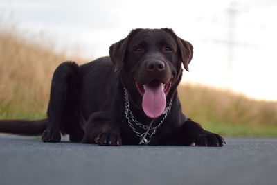 Portrait of dog sitting outdoors