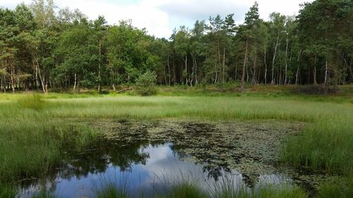 Scenic view of pond in forest