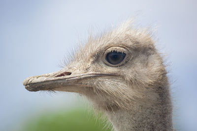 Close-up of a bird