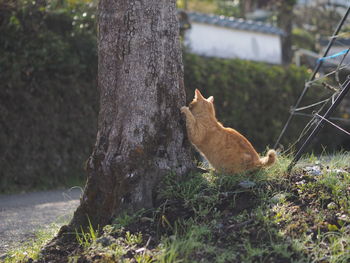 Cat sitting on tree trunk