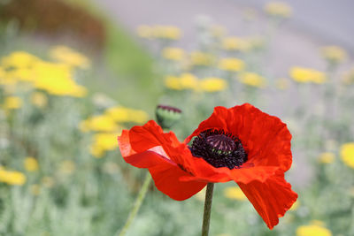 Close-up of red poppy flower
