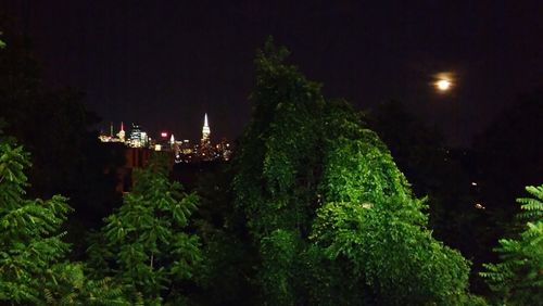 Low angle view of trees at night