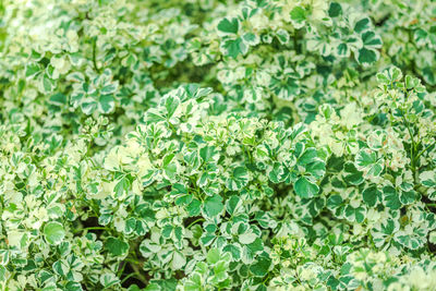 High angle view of white flowering plants on field