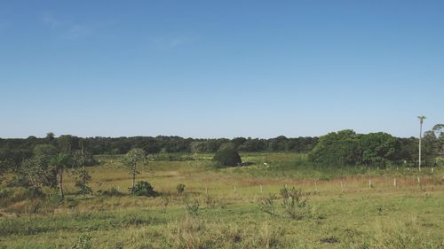 Scenic view of field against clear sky