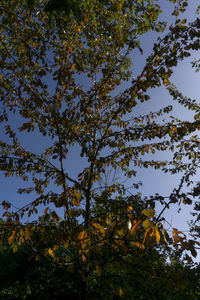 Low angle view of trees against sky