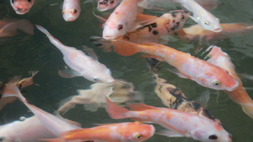 Fishes swimming in sea