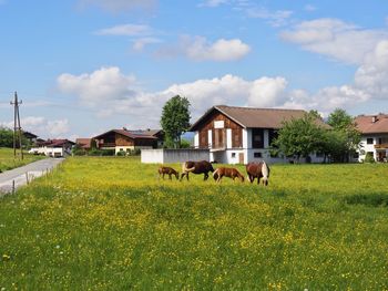 Horses in a field