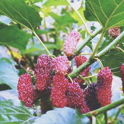 Close-up of strawberry growing on plant