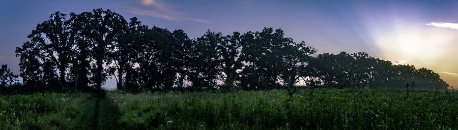 Trees on field against sky