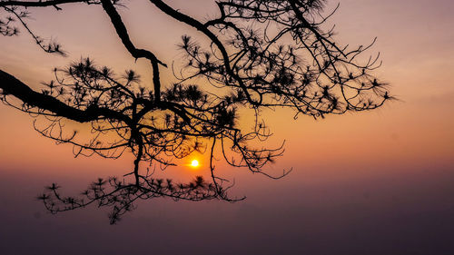 Bare tree against sky during sunset