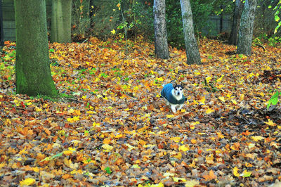 Autumn leaves on tree trunk in forest