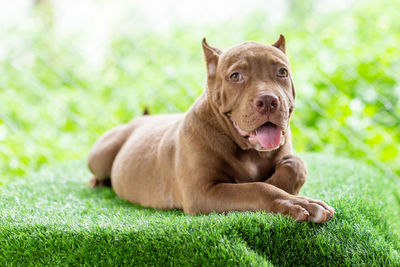 Close-up of dog sitting on grass