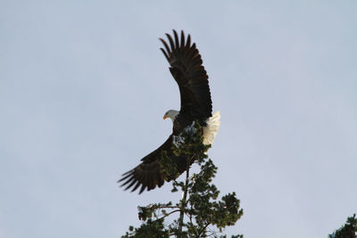 An adult bald eagle preparing to take off from the top of an evergreen tree which is coated in ice .