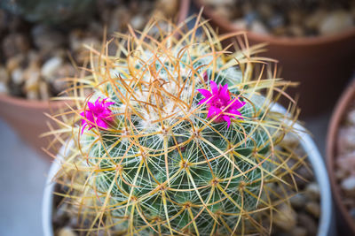 Close-up of cactus plant