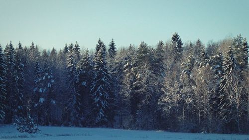 Snow covered trees against clear sky