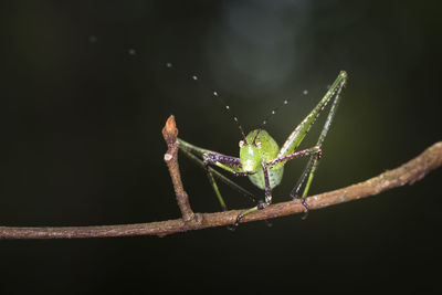 Close-up of phaneroptera sinensis insect on plant
