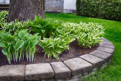 Close-up of plants