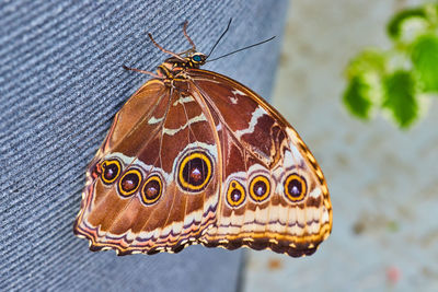 Close-up of butterfly on table