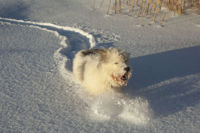 Dog on snow covered field