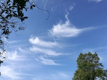 Low angle view of tree against sky