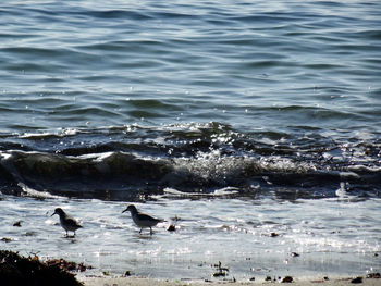 Birds swimming in sea