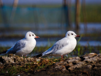 Close-up of seagull perching outdoors