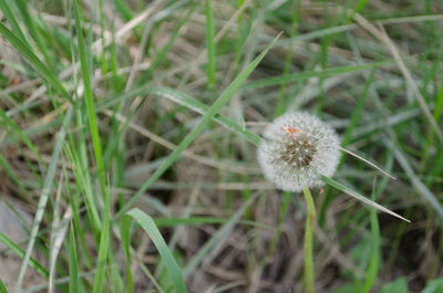 Close-up of wildflowers growing in field