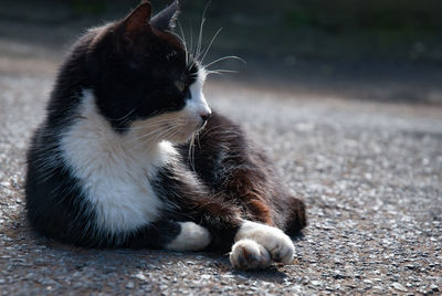 Cat looking away