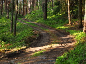 Dirt road amidst trees in forest