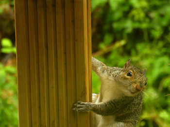 Close-up of squirrel on tree