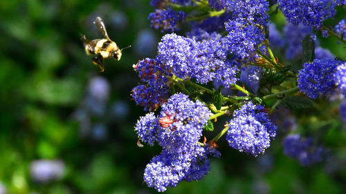 Close-up of bee pollinating on purple flower