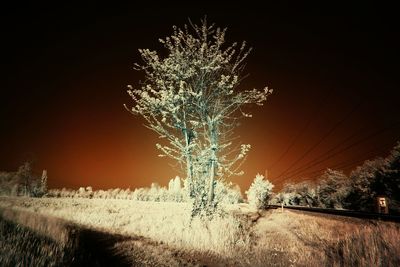 Bare trees on landscape at night