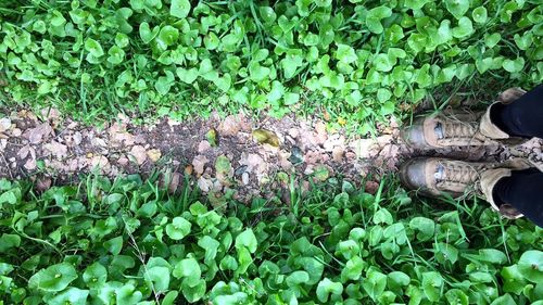 Plant growing in pond