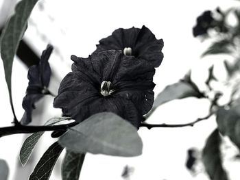 Close-up of flowers