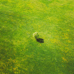 High angle view of dog on grassy field