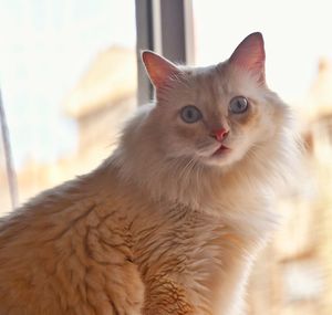 Close-up portrait of ginger cat