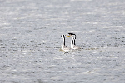 Close-up of bird