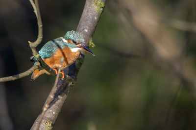A close-up of a female kingfisher perched on a small branch