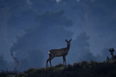 Deer standing on field against sky