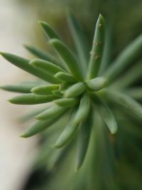 Close-up of plant growing outdoors