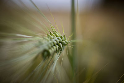 Closeup, macro photo of white blooming yarrow with blurred, bokeh, green background