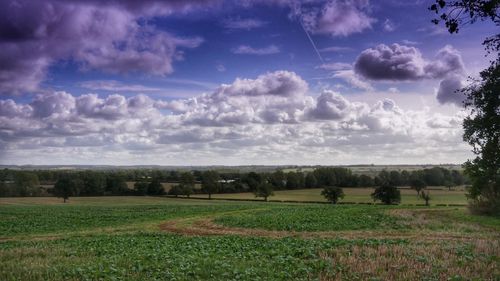 Scenic view of agricultural field against sky